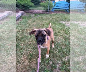 Box-a-Pug Dogs for adoption in Minneapolis, MN, USA