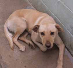 Medium Photo #9 Labrador Retriever-Unknown Mix Puppy For Sale in Orangeburg, SC, USA