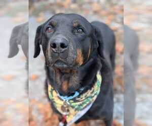 Rottweiler Dogs for adoption in Hillsboro, NH, USA