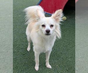 Dameranian Dogs for adoption in Rockwall, TX, USA