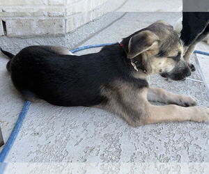Mutt Dogs for adoption in The Woodlands, TX, USA