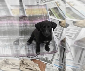 Borador Dogs for adoption in SHERBURNE, NY, USA