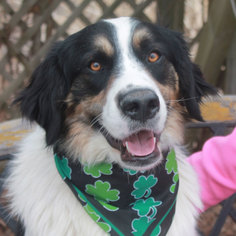 Bordernese Dogs for adoption in Garfield Heights, OH, USA