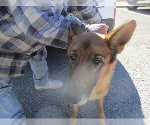 German Shepherd Dog Dogs for adoption in Ocala, FL, USA