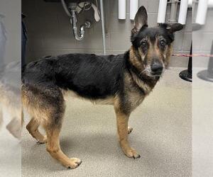 Shollie Dogs for adoption in Las Vegas, NV, USA