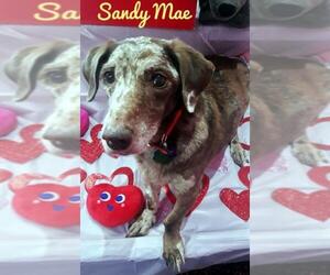 Basschshund Dogs for adoption in San Antonio, TX, USA