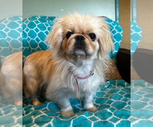Pekingese Dogs for adoption in Pacolet, SC, USA