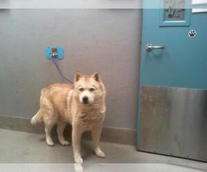 Alaskan Malamute-Unknown Mix Dogs for adoption in Las Vegas, NV, USA