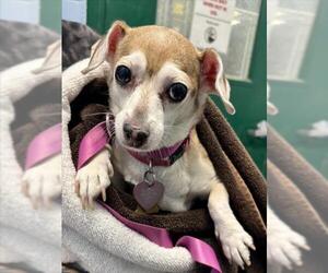 Chihuahua Dogs for adoption in Woodland, CA, USA