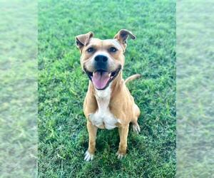 American Pit Bull Terrier Dogs for adoption in Riverside, CA, USA