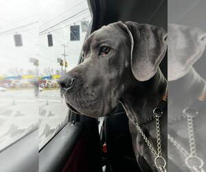 Great Dane Dogs for adoption in Germantown, OH, USA