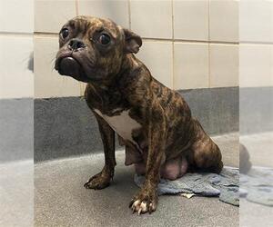 French Bulldog-Unknown Mix Dogs for adoption in San Antonio, TX, USA