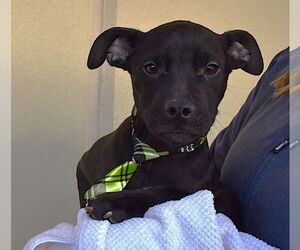 American Pit Bull Terrier-Labrador Retriever Mix Dogs for adoption in McKinney, TX, USA