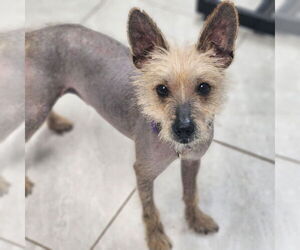 Chihuahua Dogs for adoption in Walnutport, PA, USA