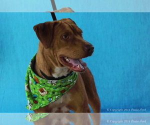 American Pit Bull Terrier-Labrador Retriever Mix Dogs for adoption in Elizabeth City, NC, USA