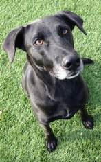 Labrador Retriever Dogs for adoption in Little Elm, TX, USA