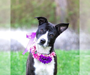 Border Collie-Unknown Mix Dogs for adoption in Unionville, PA, USA