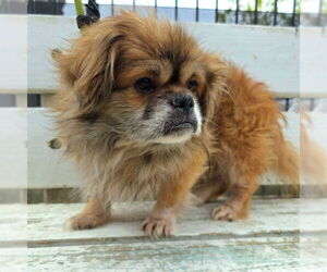 Pekingese Dogs for adoption in Long Beach, CA, USA