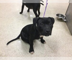 Staffordshire Bull Terrier Dogs for adoption in Riverside, CA, USA