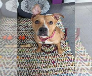 Mutt Dogs for adoption in Boston, MA, USA