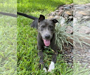 Medium Photo #4 Labrador Retriever-Unknown Mix Puppy For Sale in The Woodlands, TX, USA