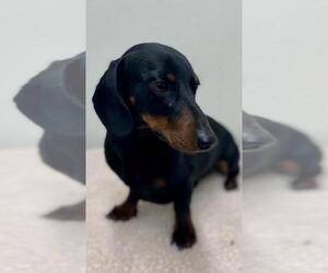 Dachshund Dogs for adoption in Mobile, AL, USA