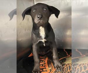 Labrador Retriever-Unknown Mix Dogs for adoption in Riverside, CA, USA