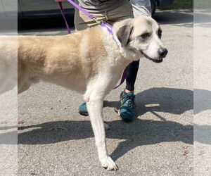 Anatolian Shepherd-Great Pyrenees Mix Dogs for adoption in Higley, AZ, USA