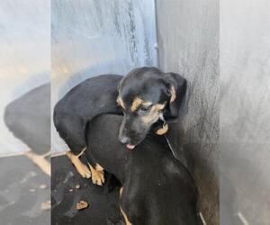 Mutt Dogs for adoption in San Antonio, TX, USA