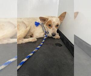 Texas Heeler-Unknown Mix Dogs for adoption in Bakersfield, CA, USA