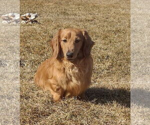 Dachshund Dogs for adoption in Sioux Falls, SD, USA