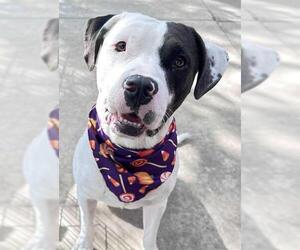 American Pit Bull Terrier Dogs for adoption in Lodi, CA, USA