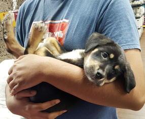Medium Photo #1 Mutt Puppy For Sale in Nesbit, MS, USA