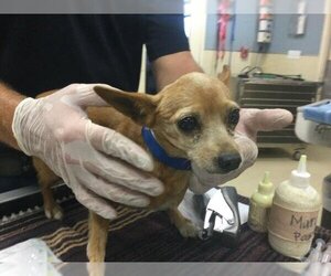 Chihuahua Dogs for adoption in Riverside, CA, USA