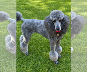 Poodle (Standard) Dogs for adoption in Pacolet, SC, USA