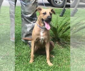 Black Mouth Cur Dogs for adoption in Slidell, LA, USA