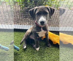 Mutt Dogs for adoption in Chestertown, MD, USA