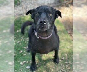 Labrador Retriever-Unknown Mix Dogs for adoption in Ventura, CA, USA