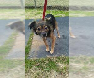 Chihuahua Dogs for adoption in Bauxite, AR, USA