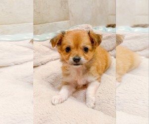 Chihuahua-Unknown Mix Dogs for adoption in Holly Springs, NC, USA