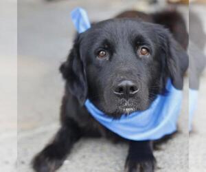 Mutt Dogs for adoption in San Antonio, TX, USA