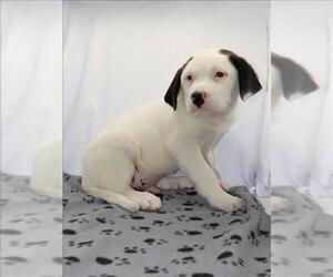 Saint Bernard-Unknown Mix Dogs for adoption in Grovetown, GA, USA