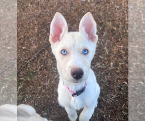 Siberian Husky-Unknown Mix Dogs for adoption in Holly Springs, NC, USA