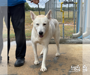 Siberian Husky-Unknown Mix Dogs for adoption in Washington, DC, USA