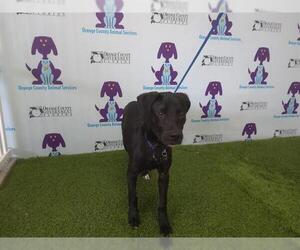 Labrador Retriever Dogs for adoption in Orlando, FL, USA