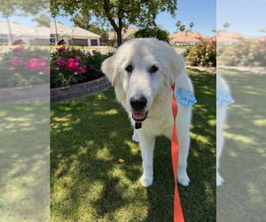 Great Pyrenees Dogs for adoption in Penngrove, CA, USA