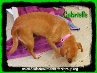Chiweenie Dogs for adoption in Denison, TX, USA