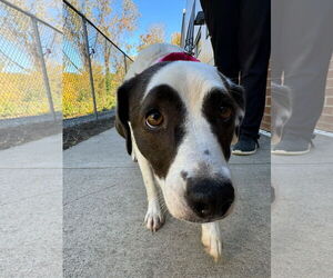 Mutt Dogs for adoption in Shelburne, VT, USA