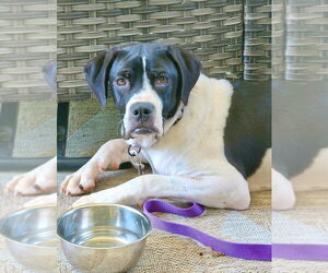Boxer-Pointer Mix Dogs for adoption in Mooresville, NC, USA