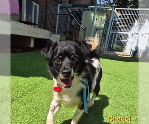 Spaniel-Unknown Mix Dogs for adoption in Agoura Hills, CA, USA